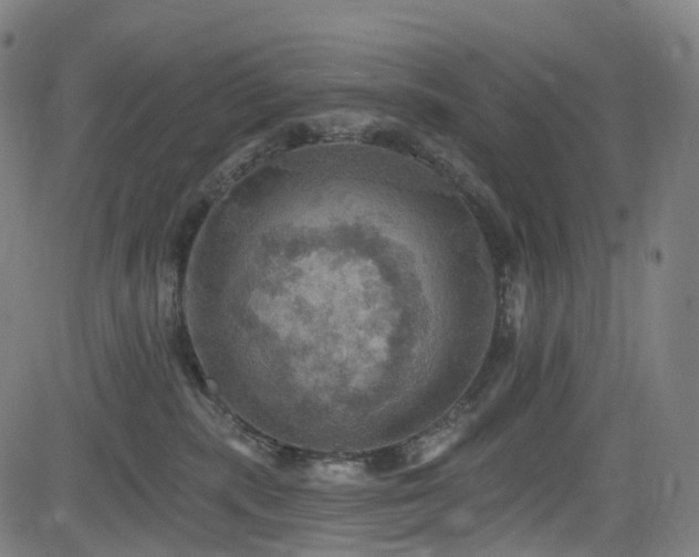 X0000085260283200703091331