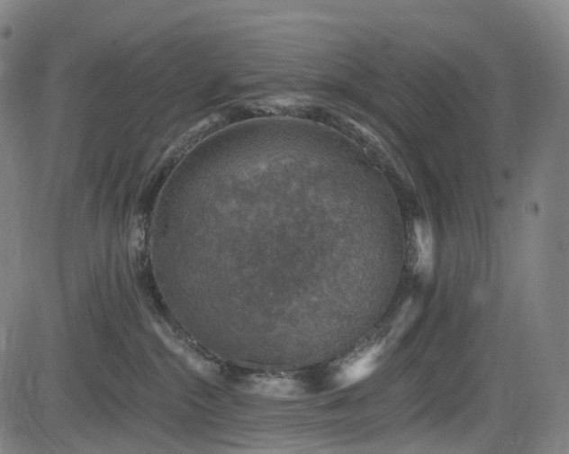 X0000085260284200703091331