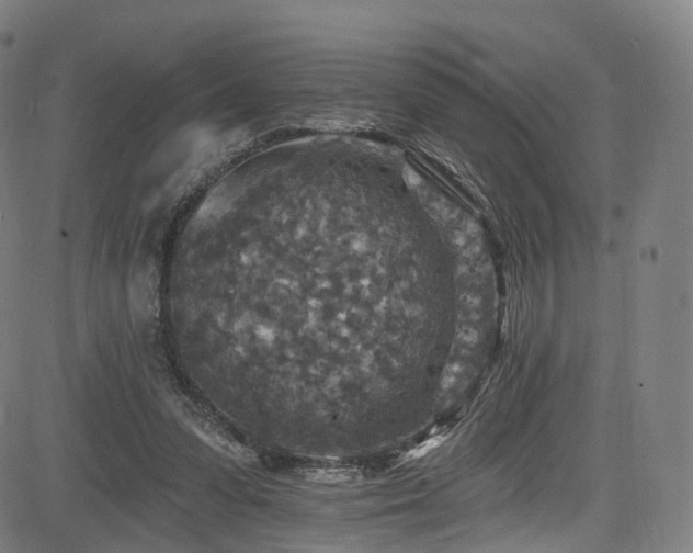 X0000085260303200703091330