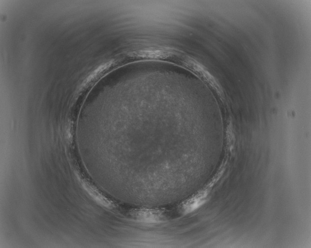 X0000085260305200703091330