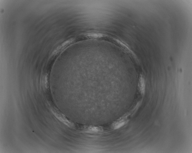 X0000085260330200703091330