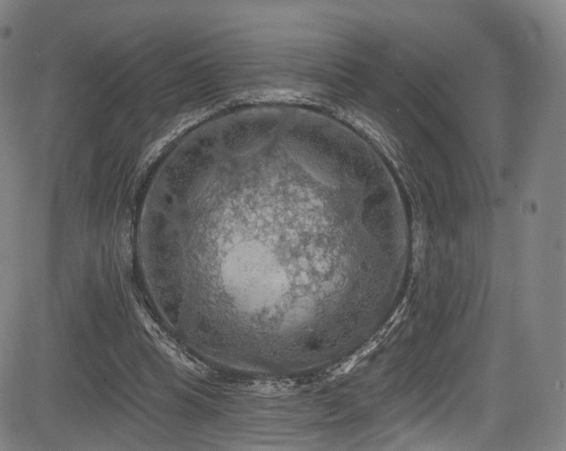 X0000085260345200703091329