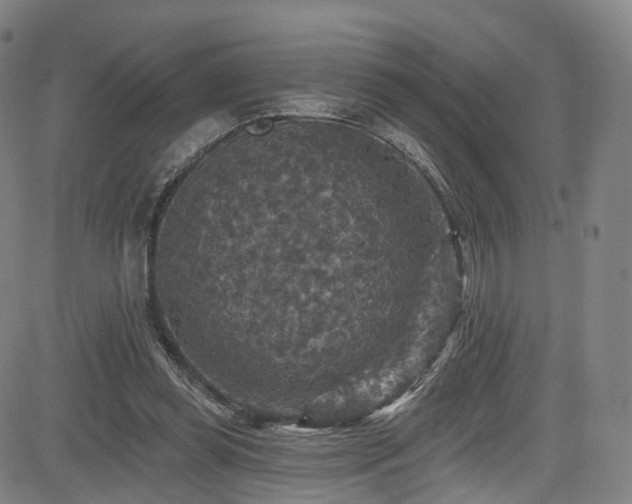 X0000085260349200703091329