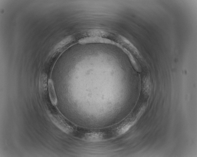 X0000085260356200703091329