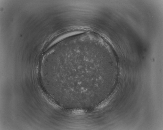 X0000085260357200703091329