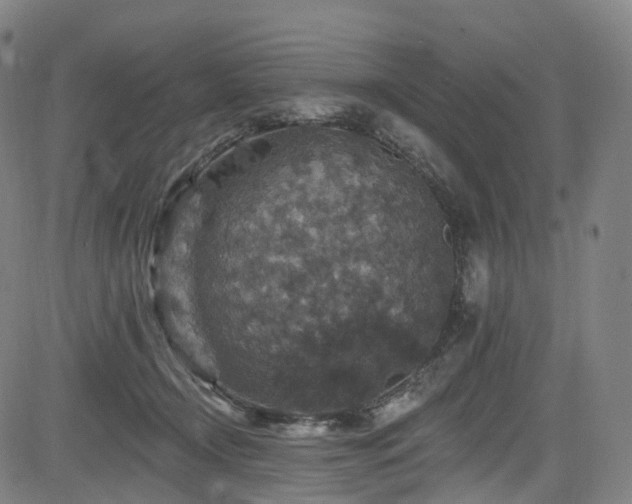 X0000085260366200703091330