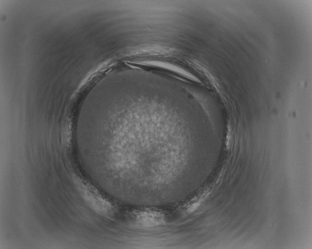 X0000085260400200703091329