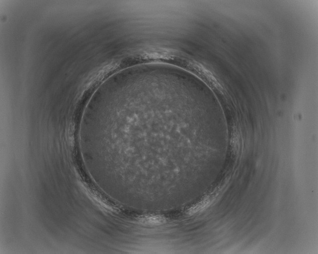 X0000085260402200703091329