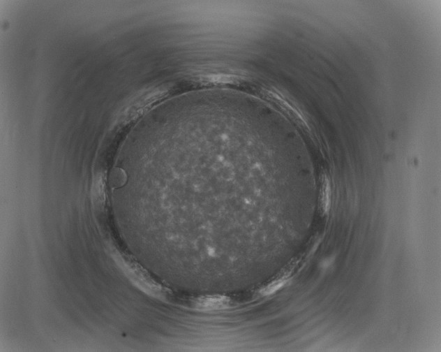 X0000085260410200703091329