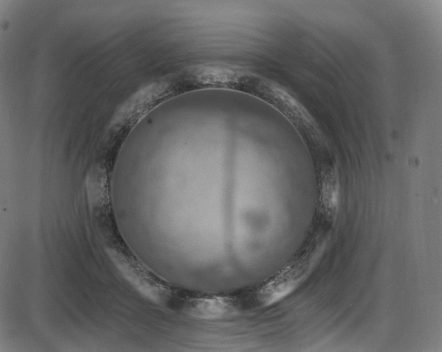 X0000085260411200703091329