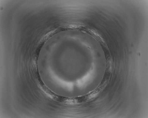 X0000085260415200703091329