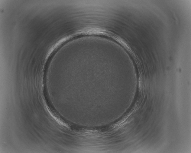 X0000085260438200703091328