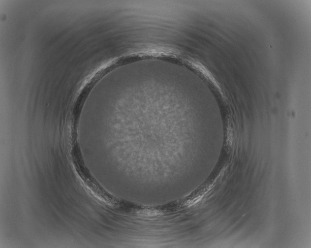 X0000085260444200703091328