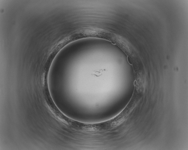 X0000085260454200703091328