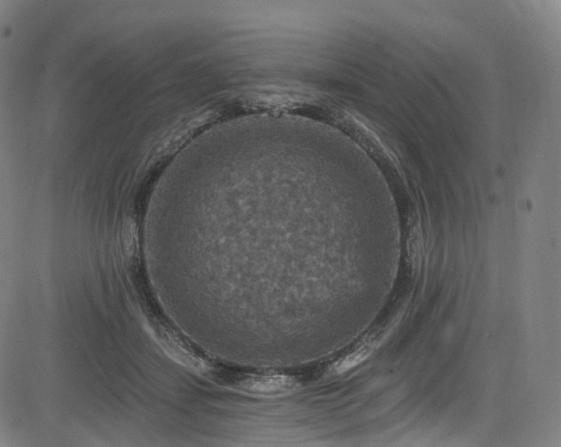 X0000085260459200703091328