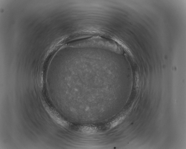 X0000085260494200703091327