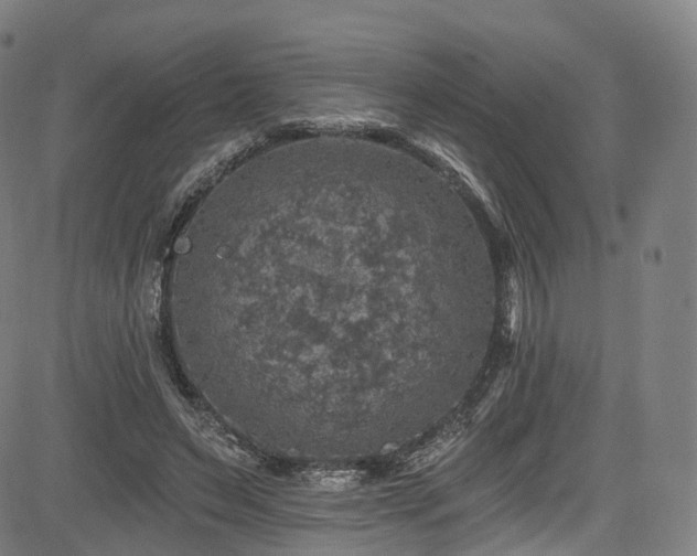 X0000085260495200703091327