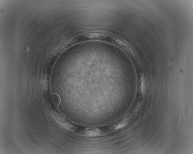 X0000085260510200703091327