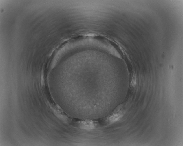 X0000085260524200703091327