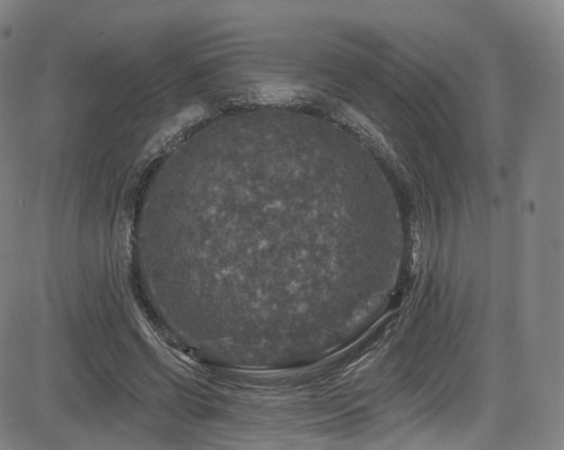 X0000085260542200703091326