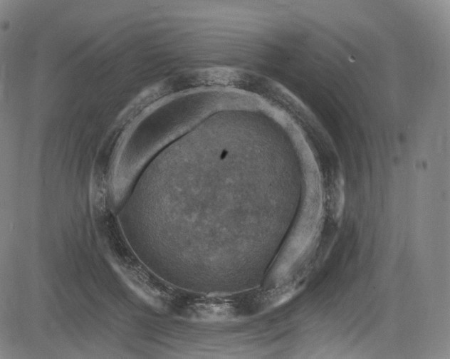 X0000085260552200703091326