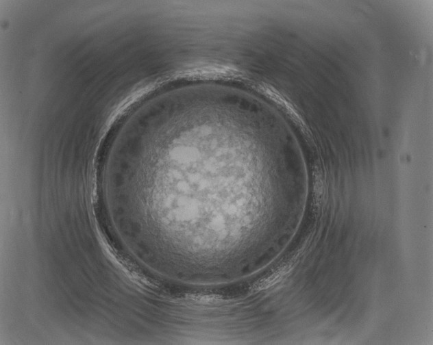 X0000085260582200703091326