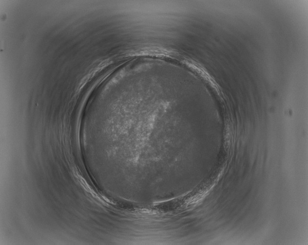 X0000085260585200703091326