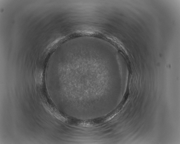 X0000085260596200703091326