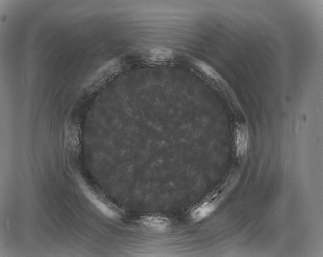 X0000085260654200703091325