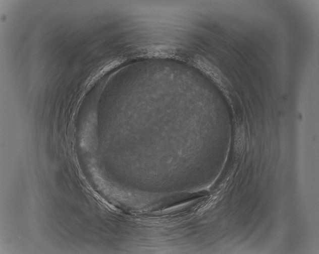 X0000085260673200703091324