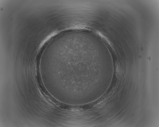 X0000085260684200703091324