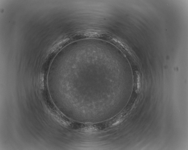 X0000085260696200703091324