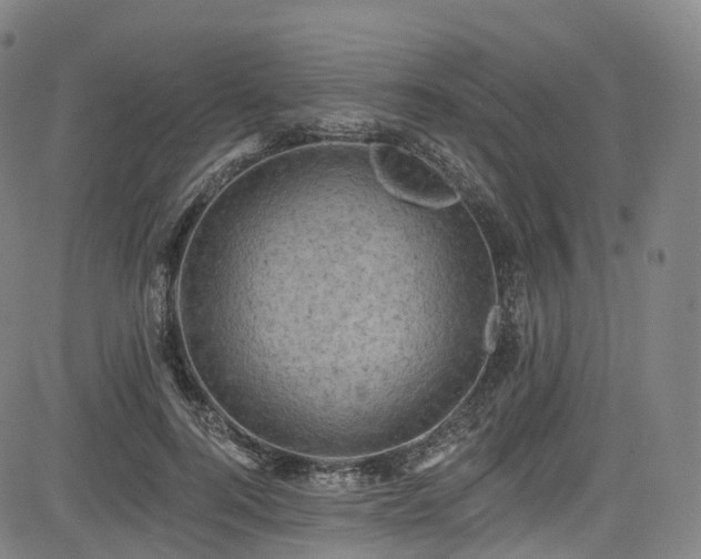 X0000085260744200703091323