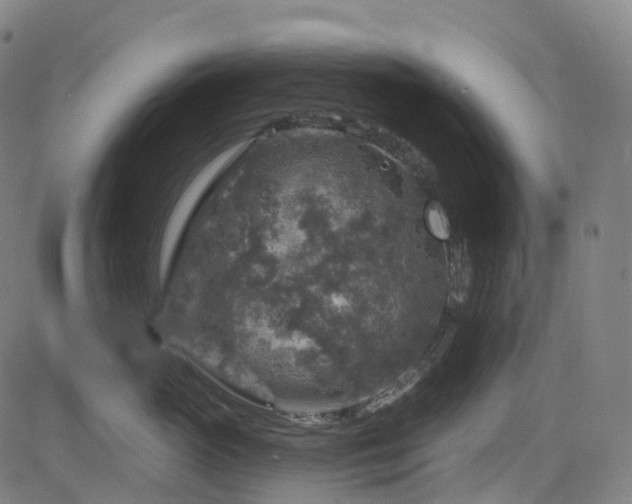 X0000085260765200703091323