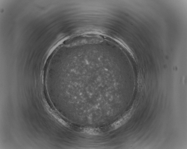 X0000085260790200703091322