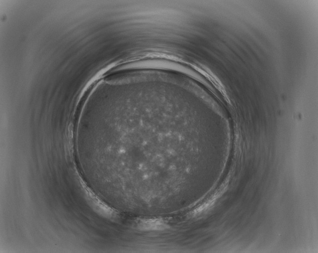 X0000085260798200703091322