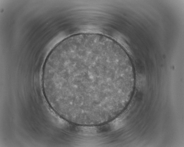 X0000085260856200703091322