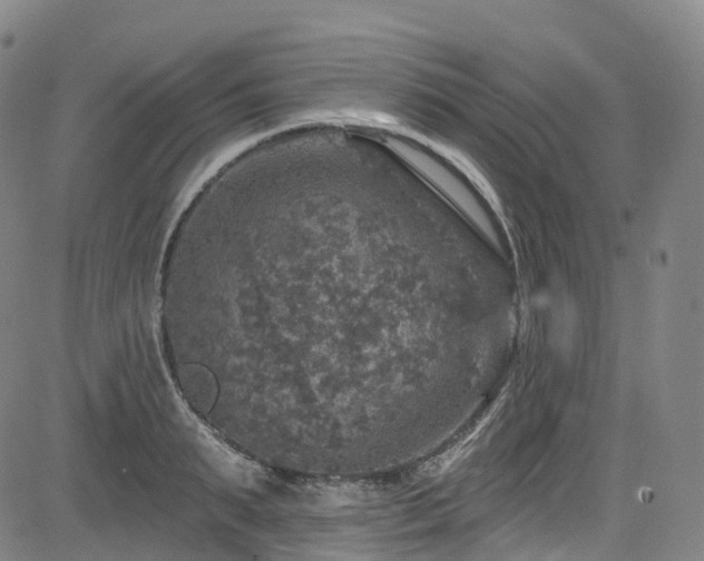 X0000085260895200703091320