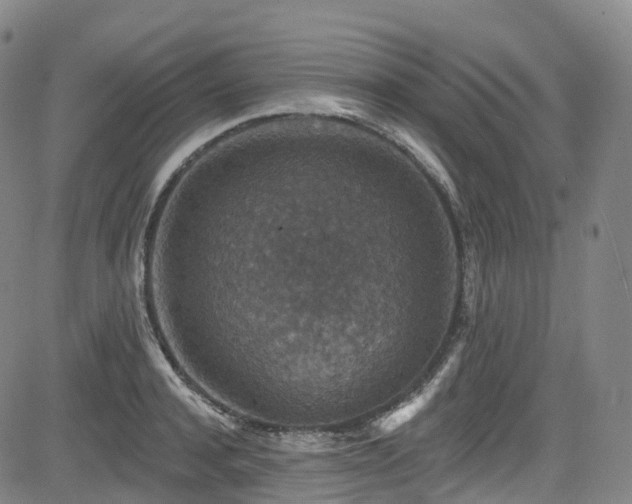 X0000085260944200703091320