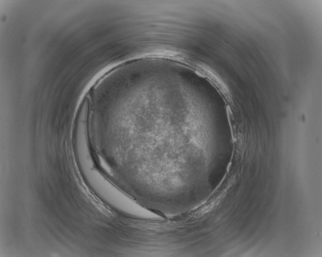 X0000085260948200703091320