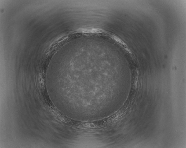 X0000085260966200703091319