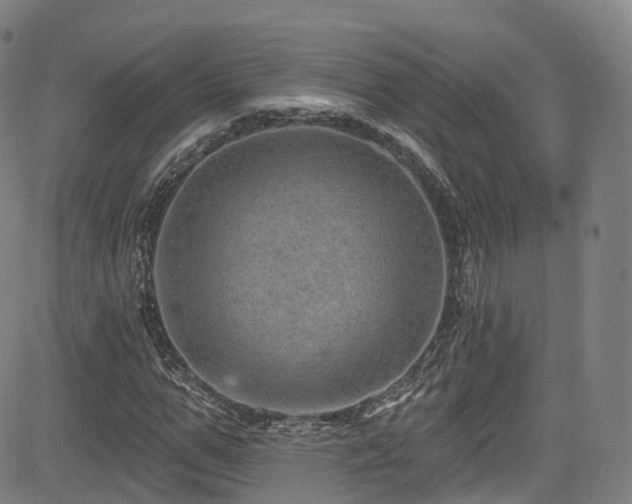 X0000085260967200703091319