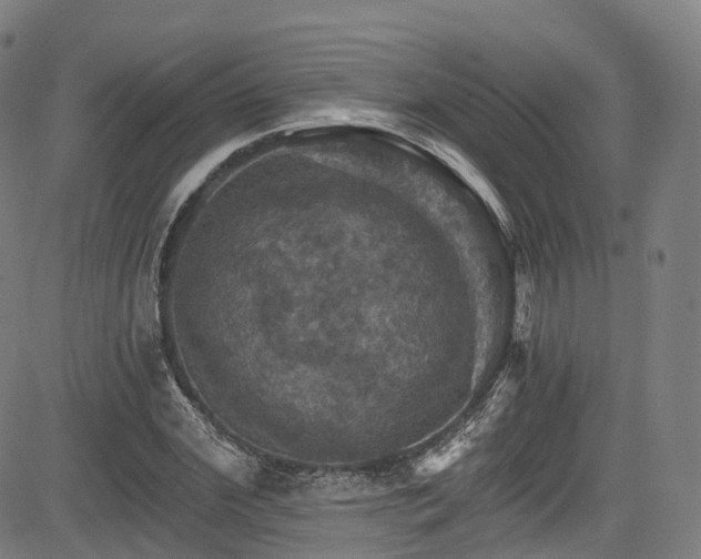 X0000085260972200703091319