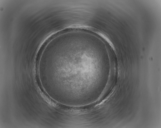 X0000085260976200703091319