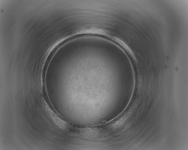 X0000085260980200703091319