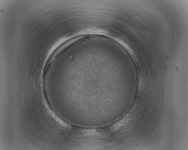 X0000085260990200703091319