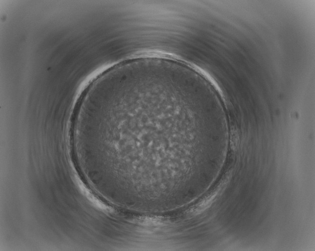 X0000085260995200703091319