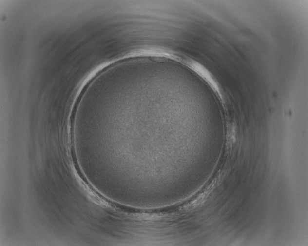 X0000085260996200703091319