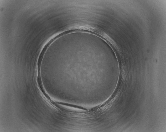 X0000085261028200703091318