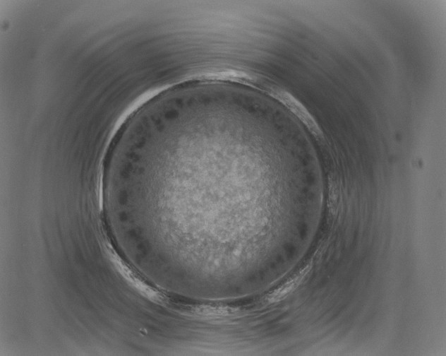 X0000085261036200703091318